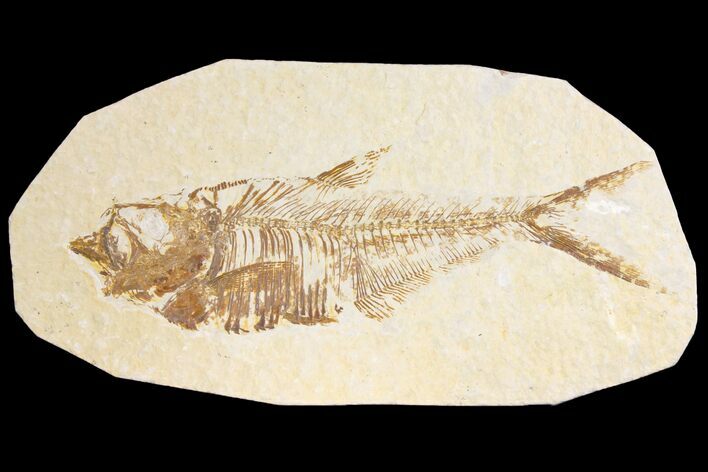 Fossil Fish (Diplomystus) - Green River Formation #136757
